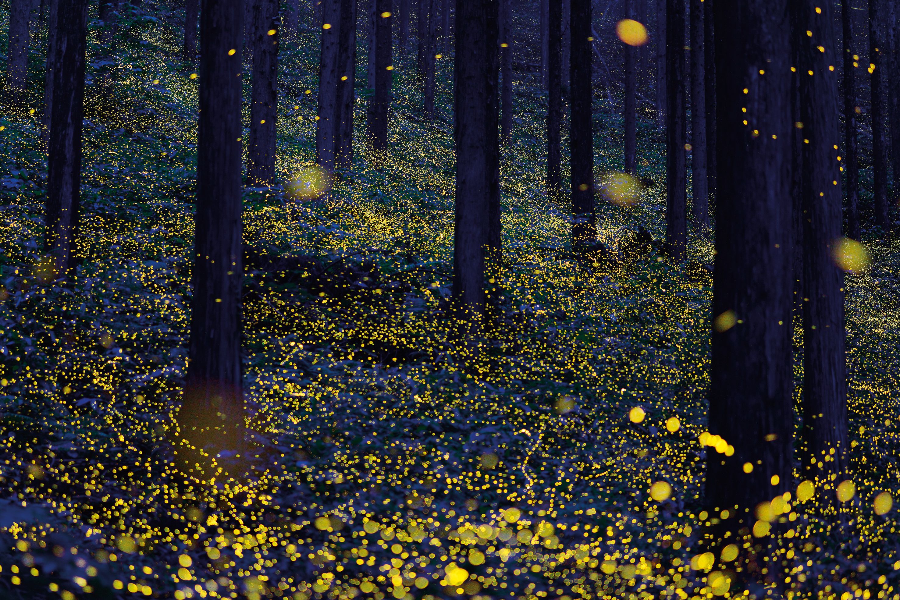 Visuel illustrant la bioluminescence 