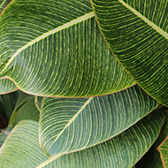 Le grand silence vert