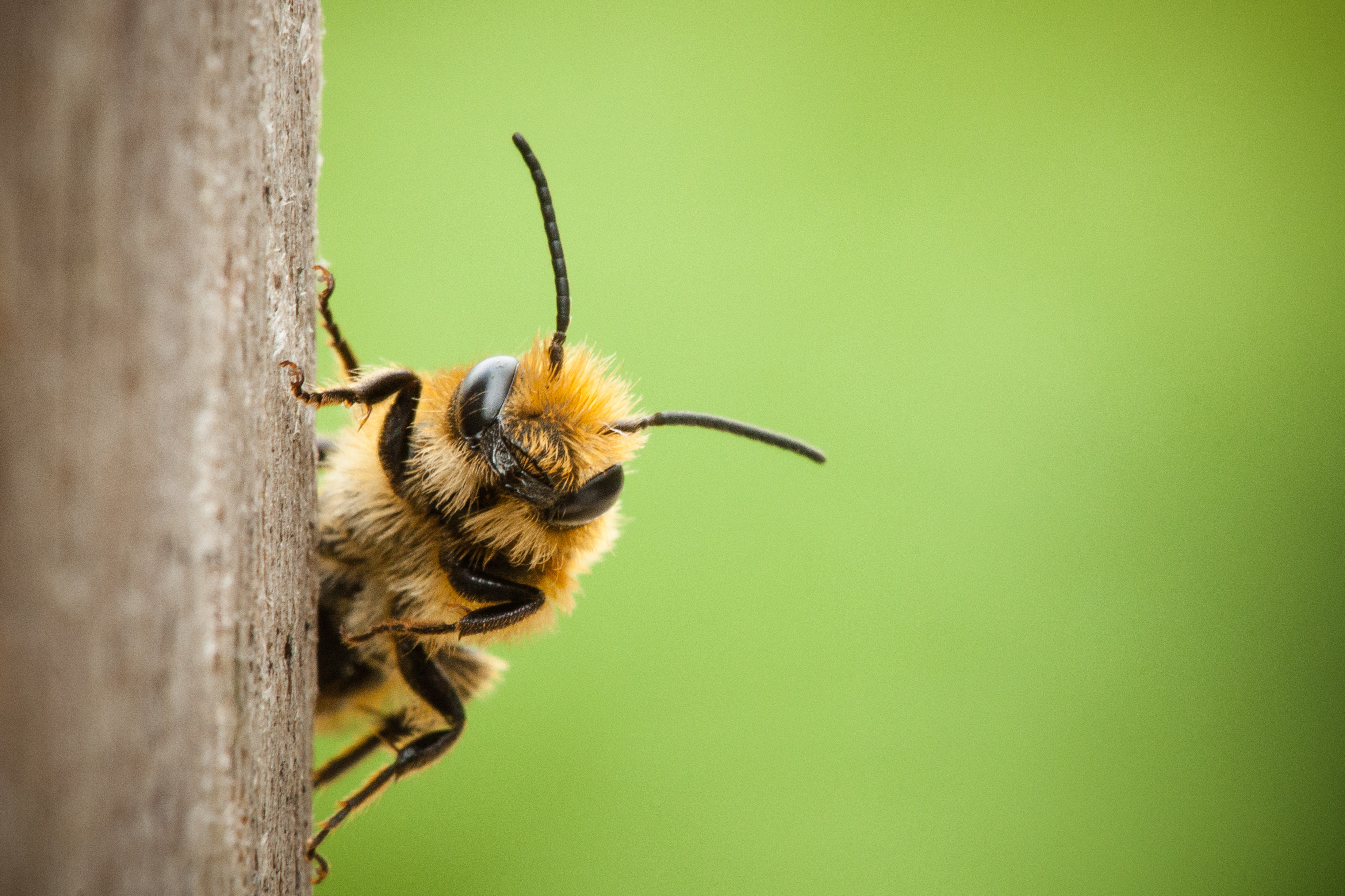 Les antennes des abeilles : les plus étranges des organes sensoriels