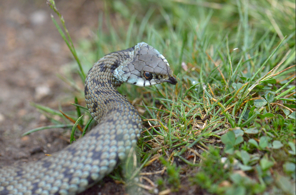 D’où vient notre peur des serpents ? 