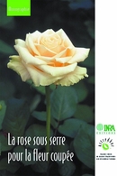 La rose sous serre pour la fleur coupée -  - Inra