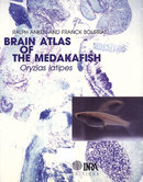 Brain atlas of the medakafish - Ralph Anken, Franck Bourrat - Inra